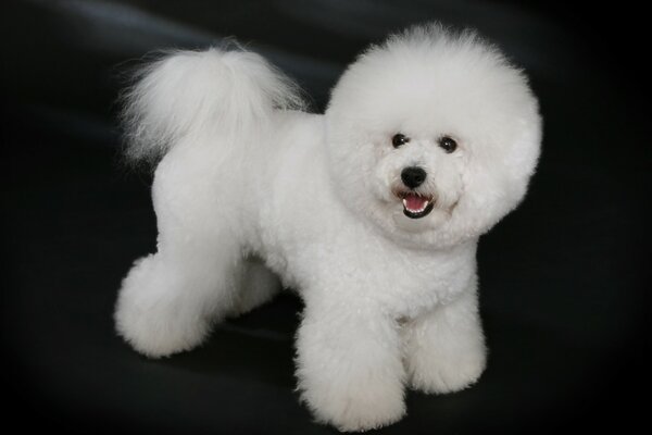 White dog on a black background