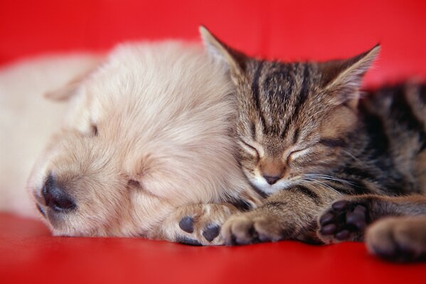 Katze und Welpe auf dem roten Sofa