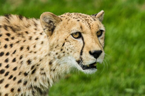 Cheetah with a grin on a green background