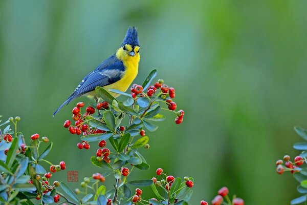 Un uccello blu e giallo si siede su un ramo con bacche rosse