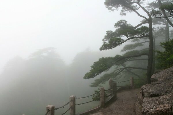 Niebla de la mañana en el camino a través del pinar