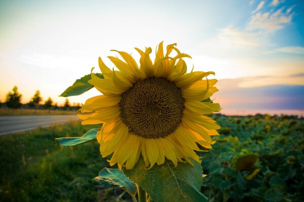 A long road and a sunflower in the field