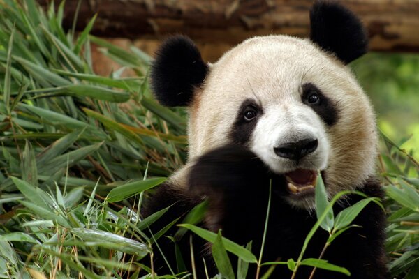 Panda affamé mâche le bambou