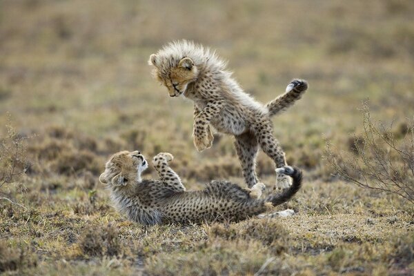 Les tout-petits prédateurs jouent comme des chatons