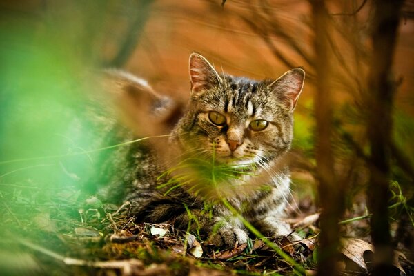 Chat, jeu de lumière, forêt