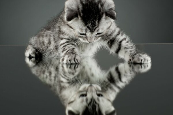 Chaton regarde son reflet