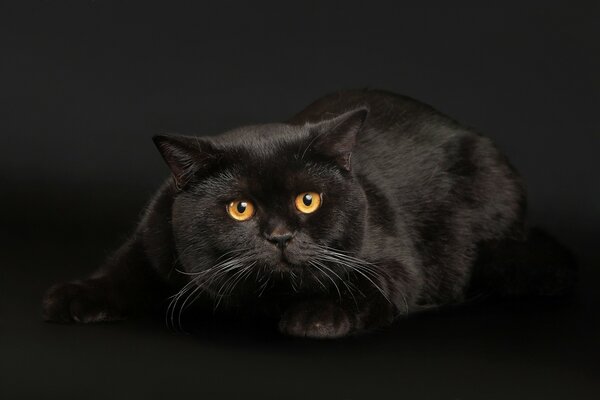 Anmutige schwarze Katze mit aufschlussreichem Blick