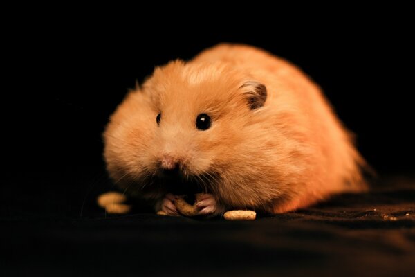 The hamster has made a good supply of food for the winter