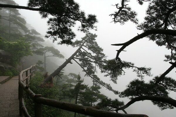 Sentier entre les arbres dans le brouillard