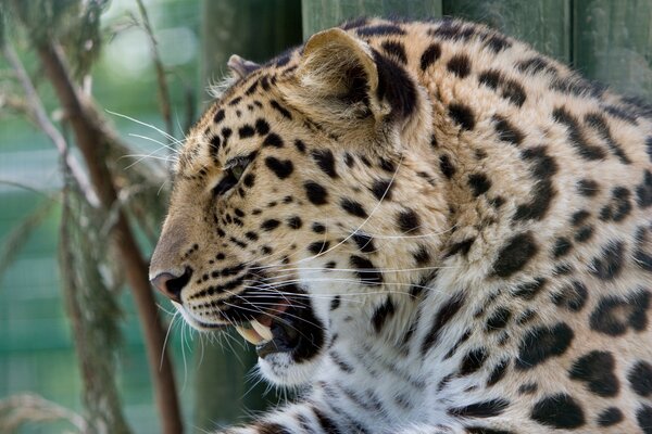 Leopardo selvaggio che mostra i denti