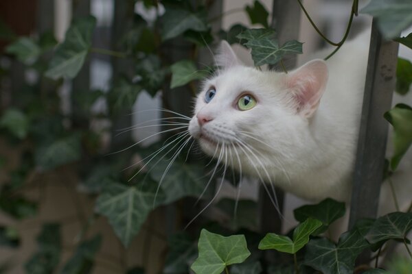 A white cat is sitting on the fence