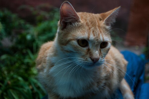 Chat roux blessé avec des yeux tristes