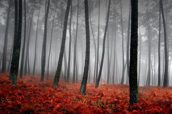 Fog in the forest with red grass