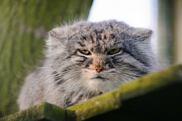 Un tel chat est rarement rencontré dans la forêt