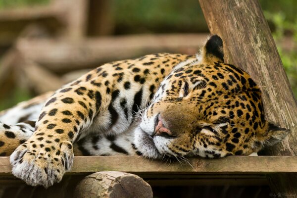 Beautiful wild cat jaguar is sleeping sweetly