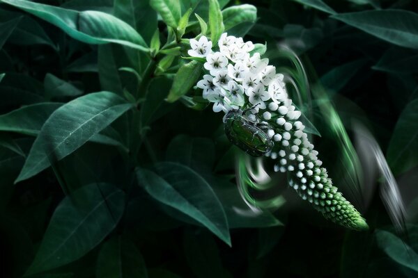 Grand Coléoptère vert sur les fleurs blanches