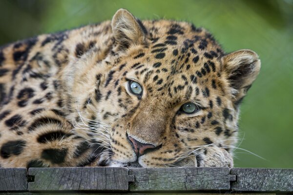 El leopardo respira en la naturaleza. Hocico cerca