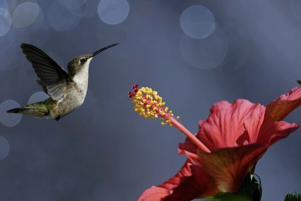 Le plus petit oiseau Colibri