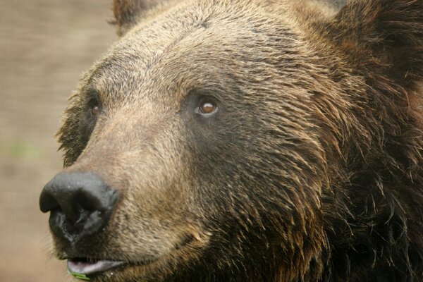 Oso peligroso muestra la lengua