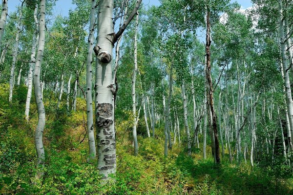 Abedules y arbustos en el bosque de verano