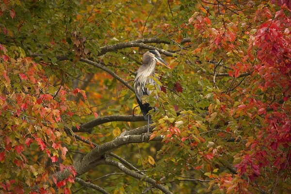 Airone grigio nella foresta autunnale