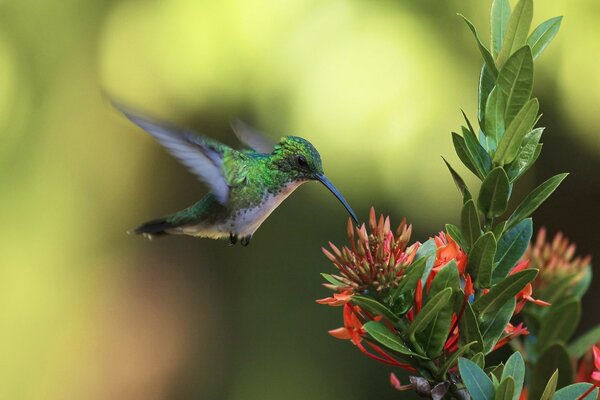 Kolibris ernähren sich im Podest von Pollen