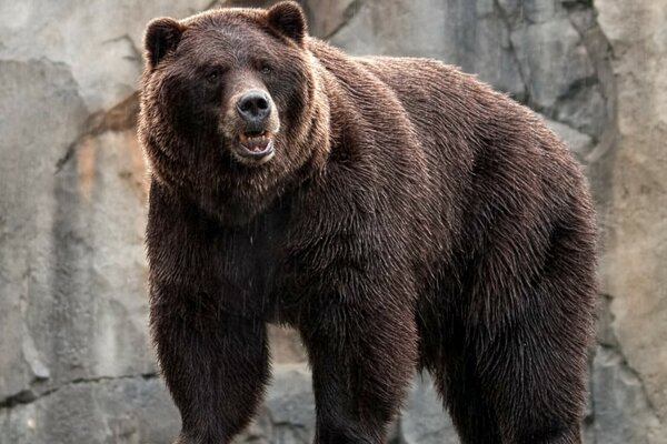 Ein großes Tier. Bär im Zoo