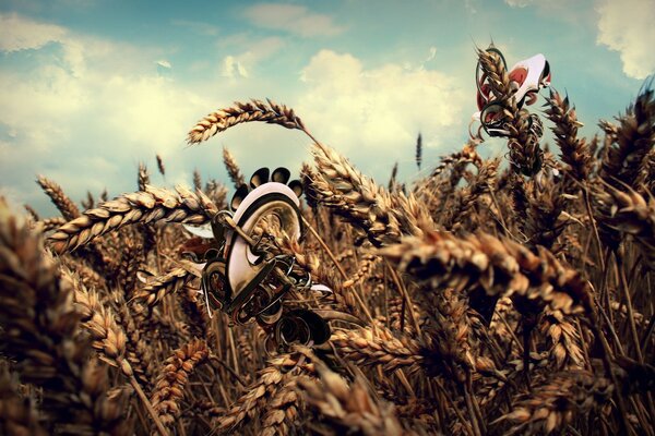 A field of ripe wheat and clouds