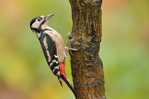 A woodpecker sits on a tree trunk