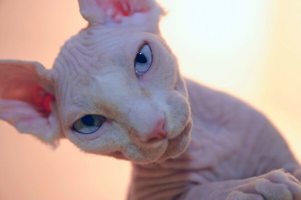 Sphinx cat with blue eyes