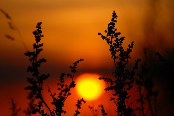 The sun at sunset among the plants