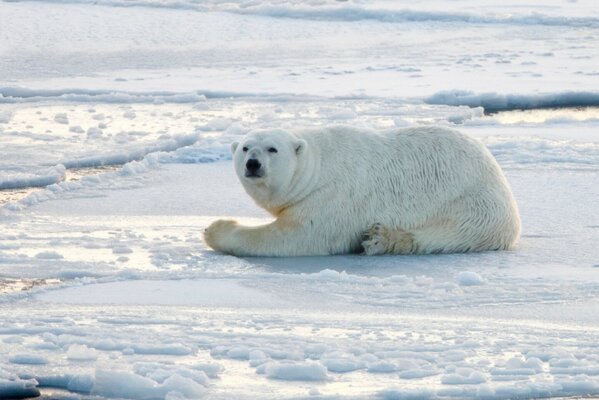 A polar bear is lying in the snow