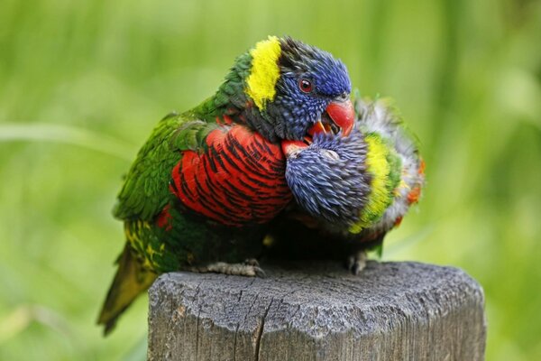 Un par de loriquetes multicolores ARRULLAN lindos en una espuma