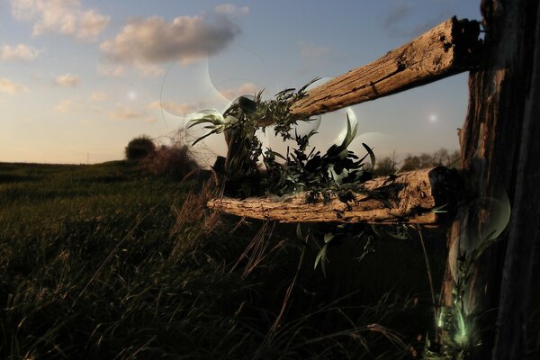 Bâtons en bois parmi l herbe verte