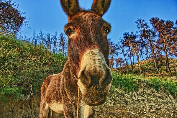 A donkey at the foot of the mountain chews grass