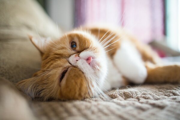 A white-red cat is resting in bed