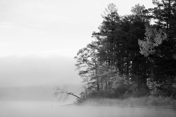 Seeufer im Nebel mit Bäumen