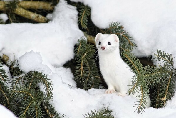 Ermellino bianco nascosto in un albero di neve