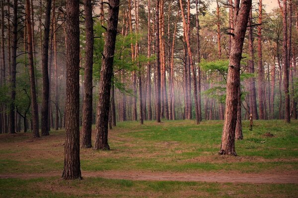 Bosque de pinos y niebla ligera entre los árboles