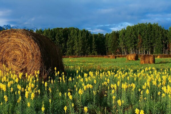 A field with flowers and hay with mountains in the background