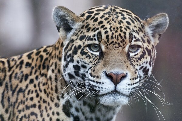 Jaguar ist die Kraft der Natur , ein trauriger Blick