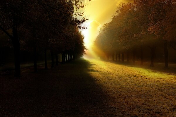 La luce del sole cade attraverso gli alberi con una bella ombra