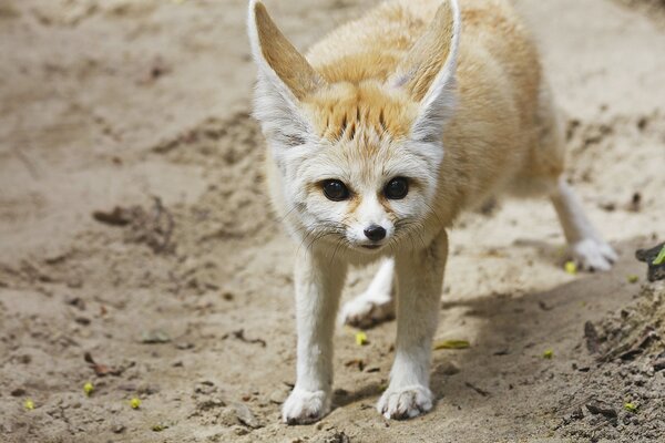 Ein kleiner Fuchs steht im Sand