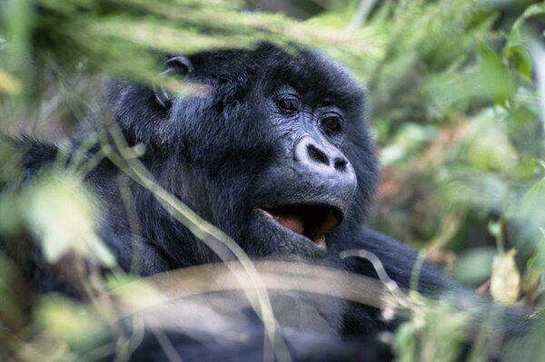 Gorilla in freier Wildbahn mit Zähnen