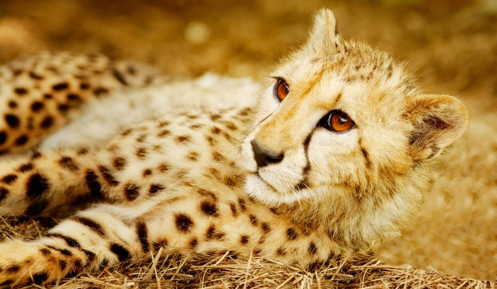 chat sauvage guépard prédateur