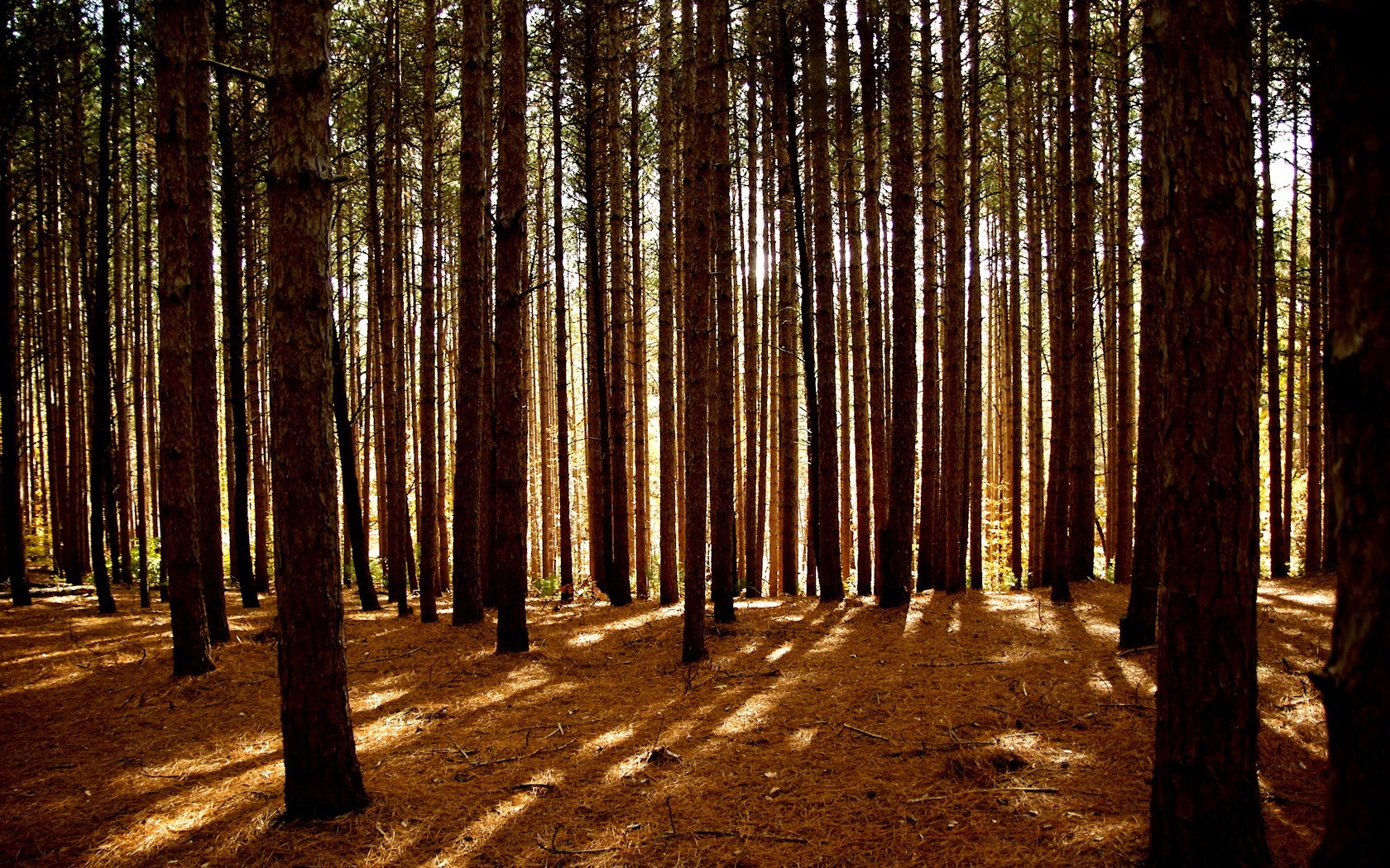 arbres forêt lumière