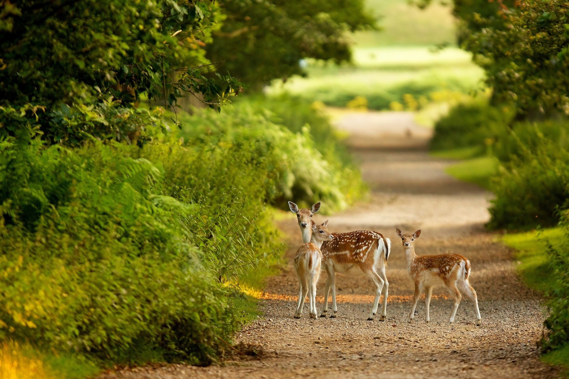 jeleń zieleń natura