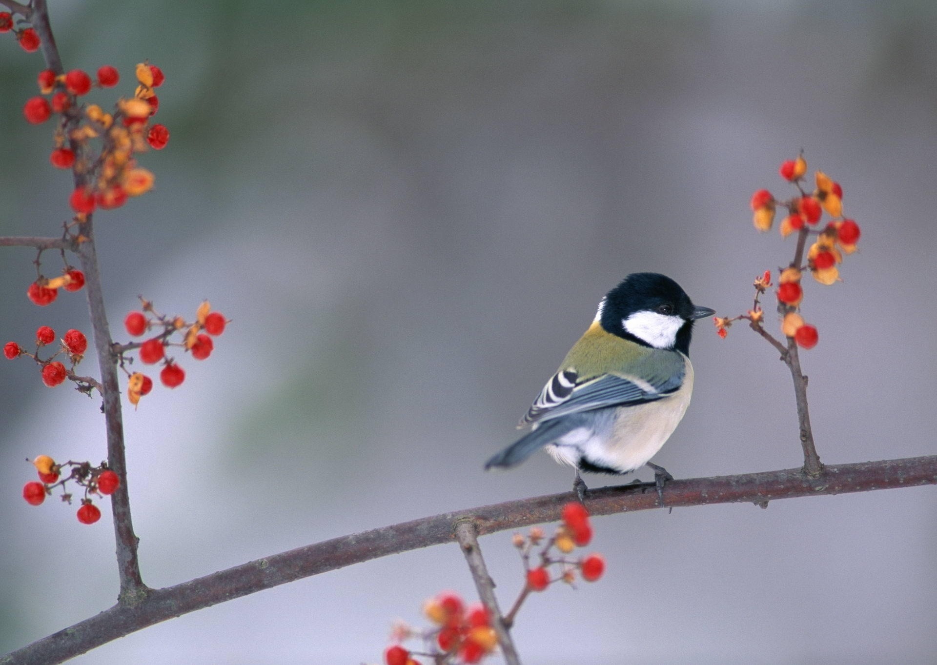 birds berries tit branch