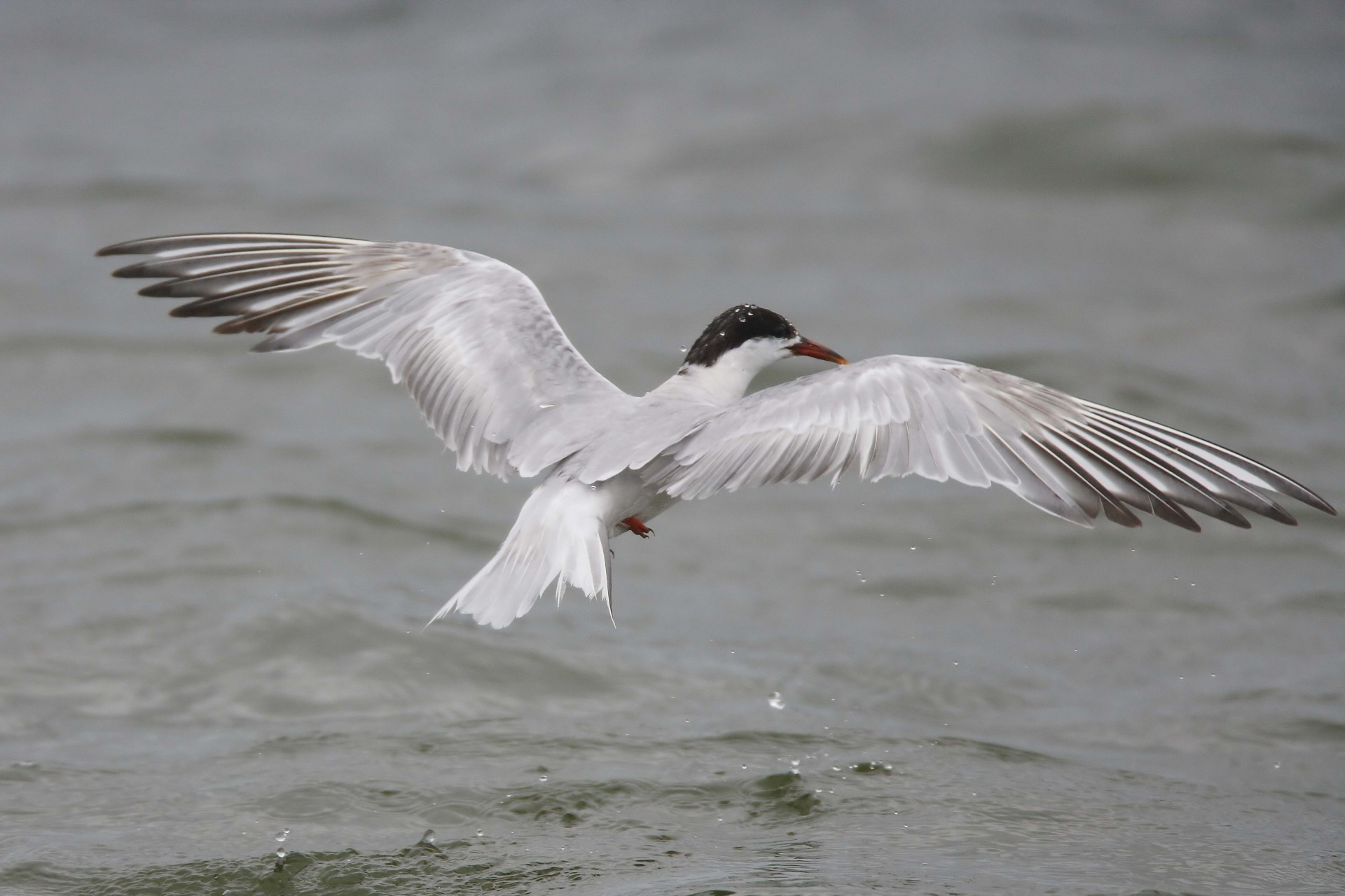 birds seagull water