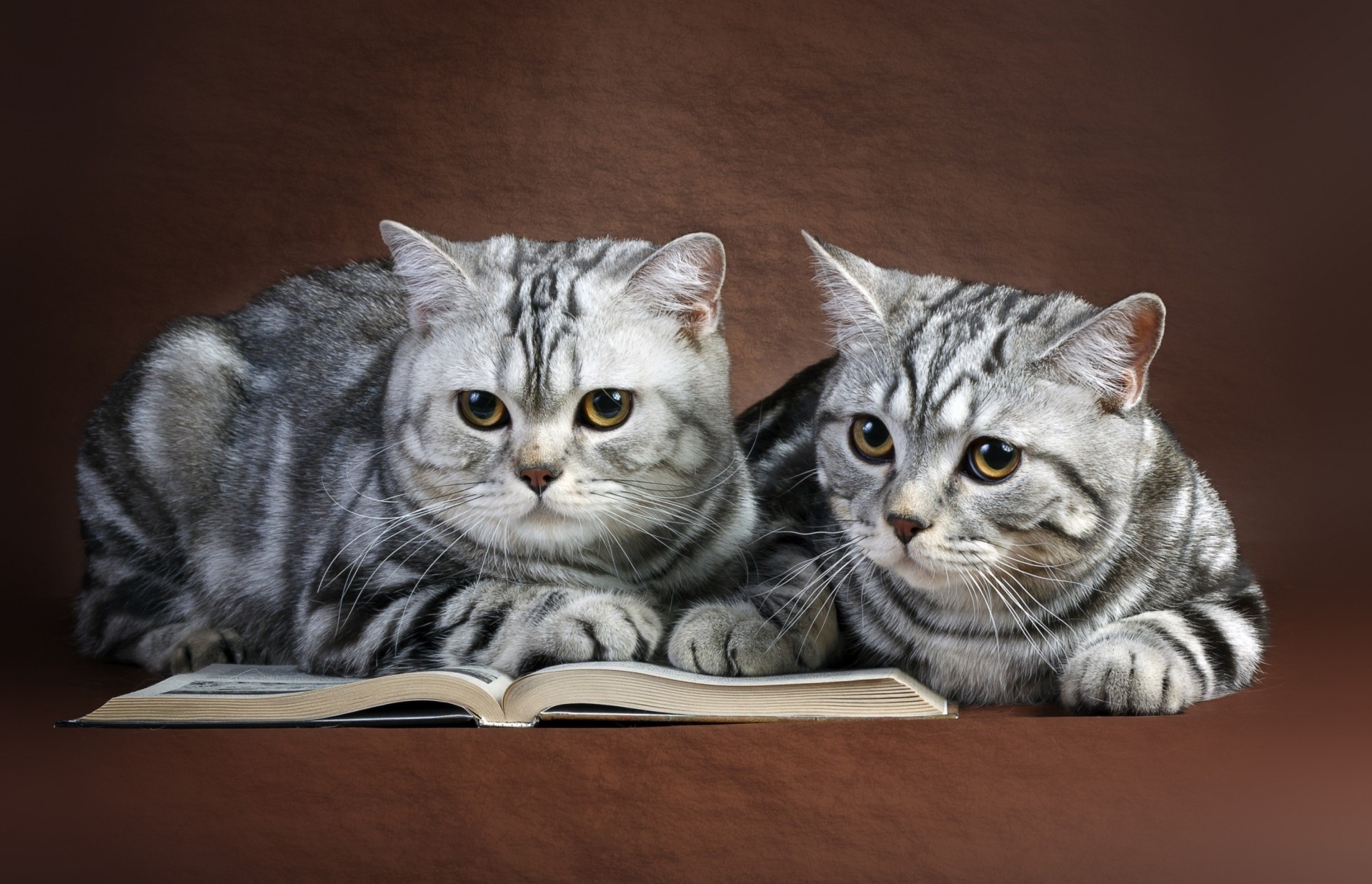 katzen ein paar ein buch